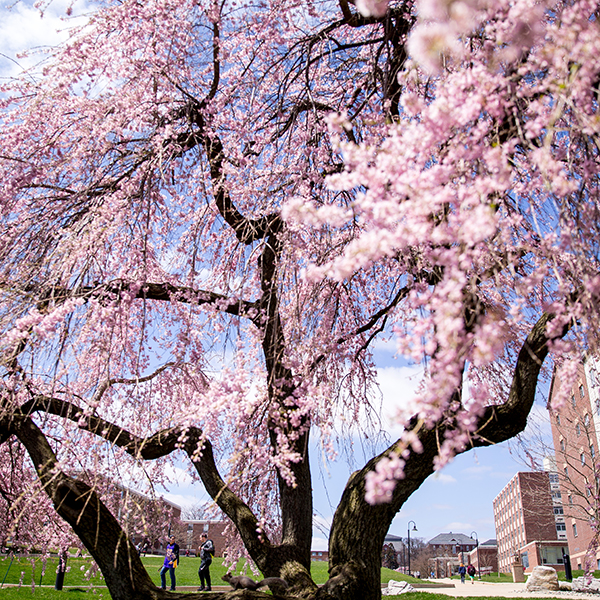 blooming pink cherry blossom tree